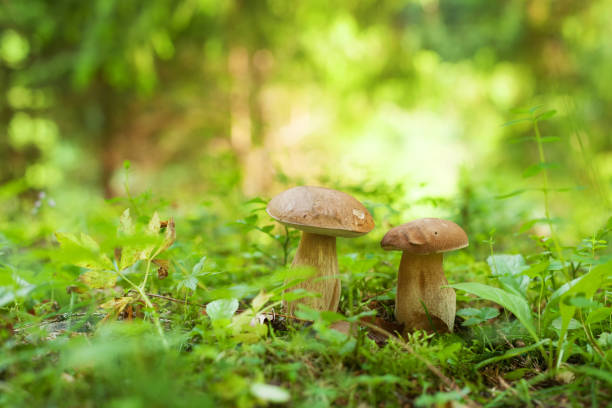 istock Two boletus mushrooms growing in the green forest 824782524