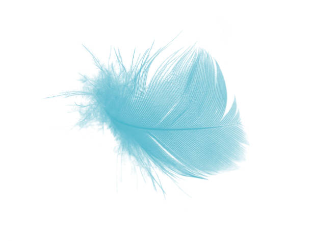 istock feather color turquoise emerald green on white background 824783860