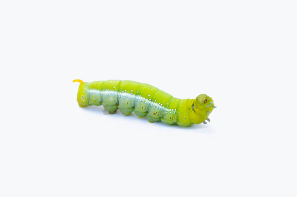 green worm caterpillars animals isolate on white background - inchworm imagens e fotografias de stock