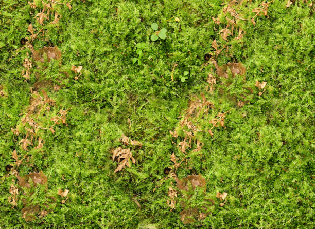 istock Closeup Fresh green and yellowed dried moss texture 824785086