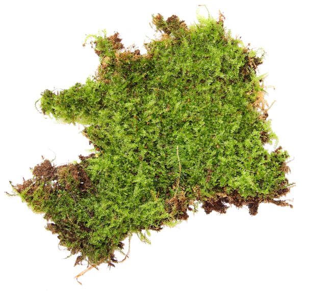 istock A clump of green moss isolated on a white background 824785090