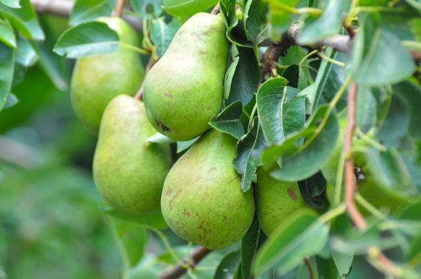 istock Unripe green pear on the branch. 824785726