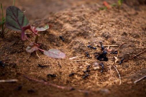 Giant Ants at working at home, at Thol lake, near Ahmedabad, India