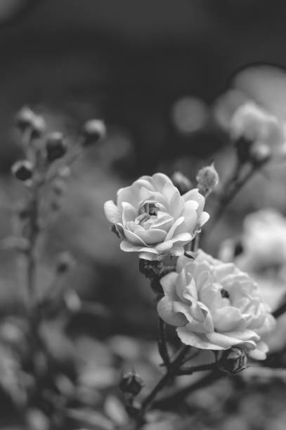 istock Pretty white summer flower and buds 824787526