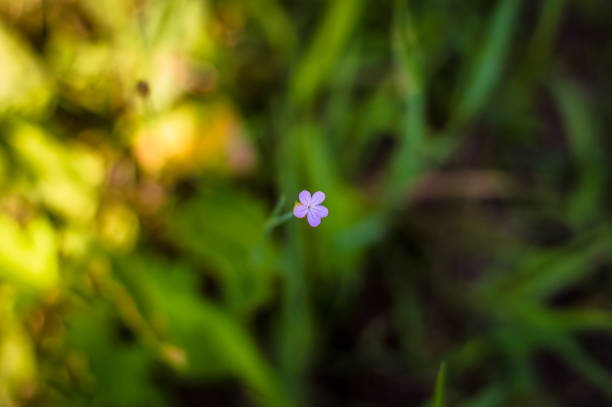 istock Little purple five leaf flower 824787868