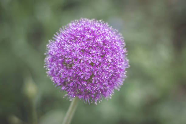istock Purple summer flower ball 824788376