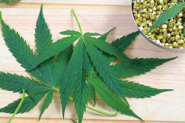 istock Leaf hemp for salad mung bean sprouts and broccoli 824788468