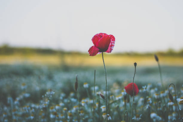istock Red poppy on a chamomile field 824788490
