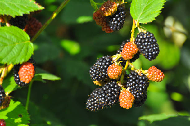 istock Group of ripe and ripening blackberries in orchard. 824788664