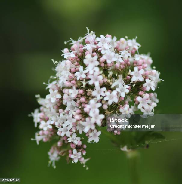 Common Valerian Stock Photo - Download Image Now - Valerian - Herb, Root, White Color