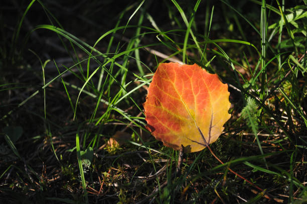 liść osiki - gold yellow aspen tree autumn zdjęcia i obrazy z banku zdjęć