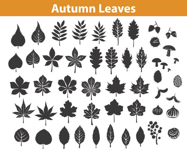 ilustraciones, imágenes clip art, dibujos animados e iconos de stock de otoño otoño hojas siluetas en color negro, follaje de árboles de la elm "rowan haya nogal arce castaño ceniza roble abedul goma". hojas están incluidos como pinceles de arte en la biblioteca - elm leaves