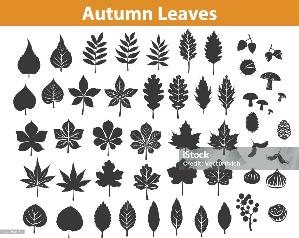 autumn fall leaves silhouettes set in black color, maple chestnut ash oak birch gum beech walnut rowan elm trees foliage. leafs are included as art brushes in library Leaf stock vector