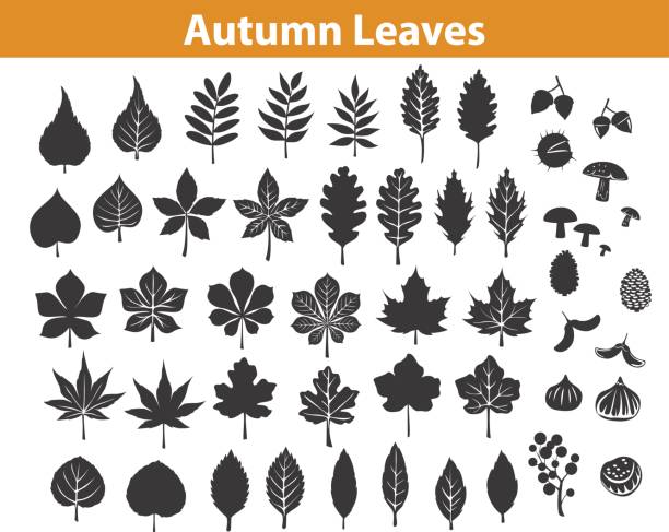 autumn fall leaves silhouettes set in black color, maple chestnut ash oak birch gum beech walnut rowan elm trees foliage. leafs are included as art brushes in library autumn fall leaves silhouettes set in black color, maple chestnut ash oak birch gum beech walnut rowan elm trees foliage. leafs are included as art brushes in library deciduous tree stock illustrations