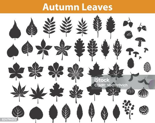 Autumn Fall Leaves Silhouettes Set In Black Color Maple Chestnut Ash Oak Birch Gum Beech Walnut Rowan Elm Trees Foliage Leafs Are Included As Art Brushes In Library Stock Illustration - Download Image Now