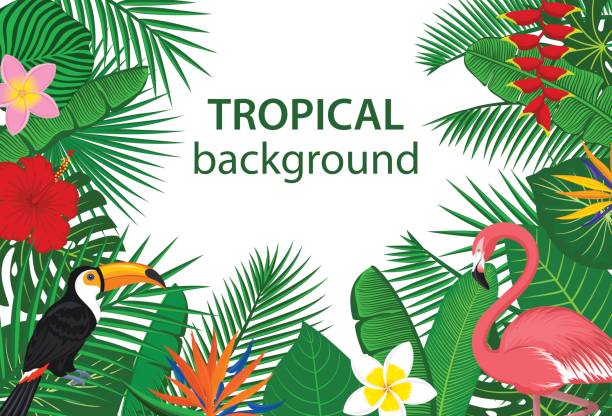 ilustraciones, imágenes clip art, dibujos animados e iconos de stock de selva tropical selva tropical plantas de fondo de flores aves, flamencos, tucanes frontera. - tropical flower heliconia tropical climate flower