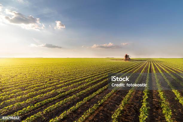 Tractores Pesticidas De Rociadura En El Campo De Soja Con Rociador En Primavera Foto de stock y más banco de imágenes de Tractor