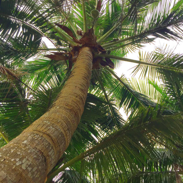 istock Palm tree in Hainan Island, China 824797108