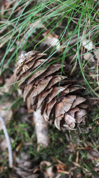 istock Pinecone of pinus sylvestris 824798268