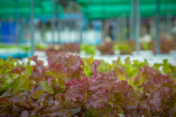 istock Organic hydroponic vegetable cultivation farm 824801610