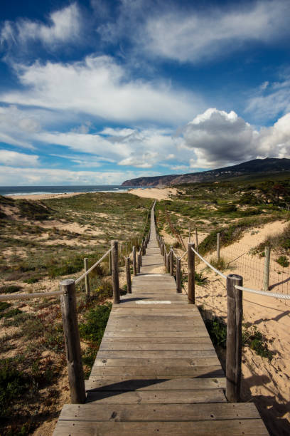 istock Wooden path to the beach on the dunes 824805510