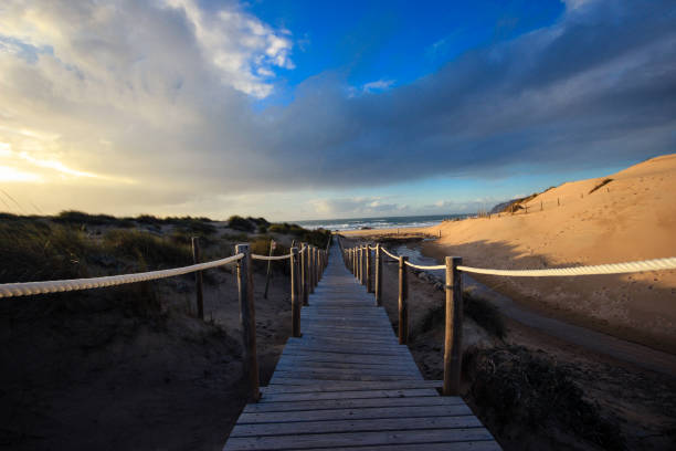 istock Wooden path to the beach on the dunes 824805512