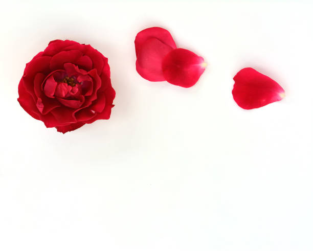 istock Red roses with petals on white background, top view 824805924