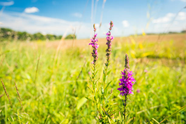 Lying in the grass and enjoying nature on a sunny day in the summer season.