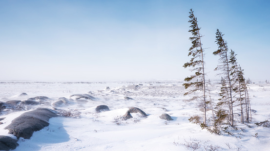 Wide vista of snow-covered tundra, with boreal trees leaning over and branchless on one side due to prevailing winds in Canadian north.