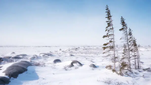 Photo of Snowy winter landscape where tundra and boreal forest ecosystems meet. Churchill, Manitoba.