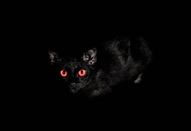 Black cat, Close up of the eyes with a red color being staring in the dark. selective focus.