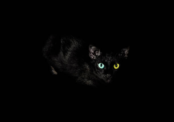 Black cat, Close up of the eyes with yellow on the left and blue on the right are gazing in the dark. selective focus.