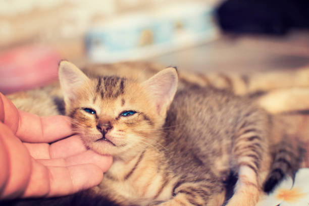 istock Cute kittens are happy and sleepy. 824809022