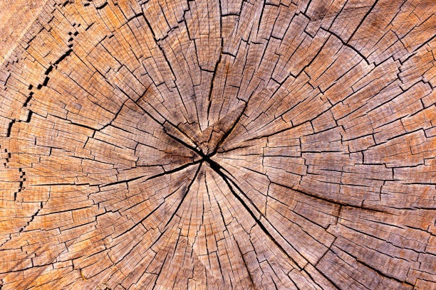 istock annual rings of old tree 824809426