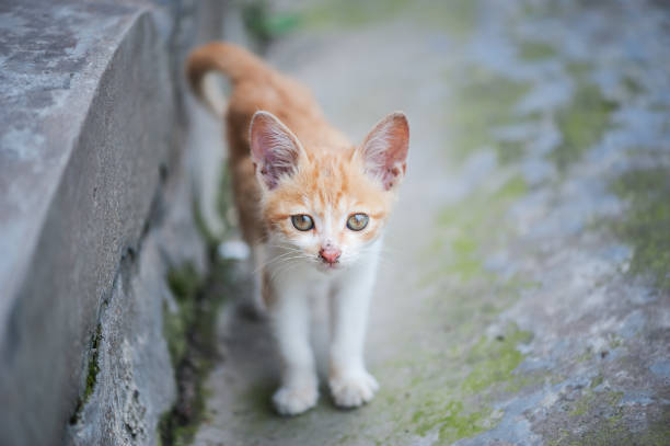 istock Ginger kitten looking at the camera in the street 824812978