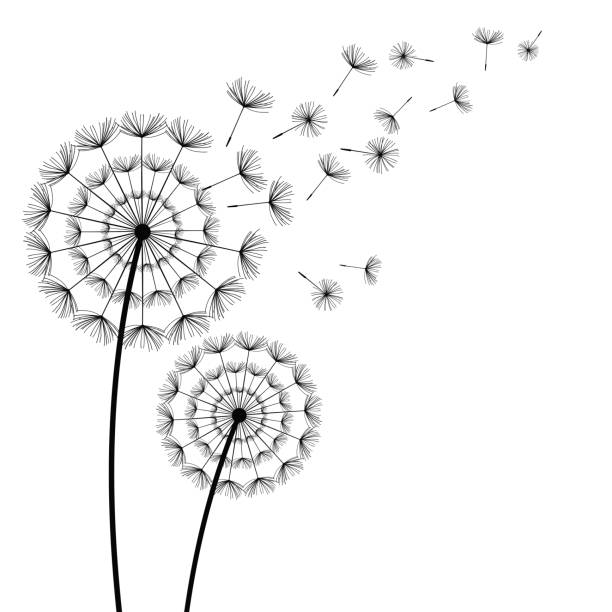 ilustrações, clipart, desenhos animados e ícones de leão preto com cotão que voam sobre fundo branco - spring flower dandelion expressing positivity