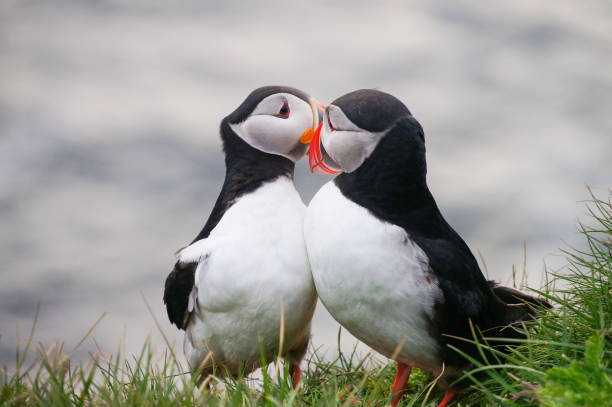 istock Atlantic Puffin in Latrabjarg cliffs, Iceland. 824816018