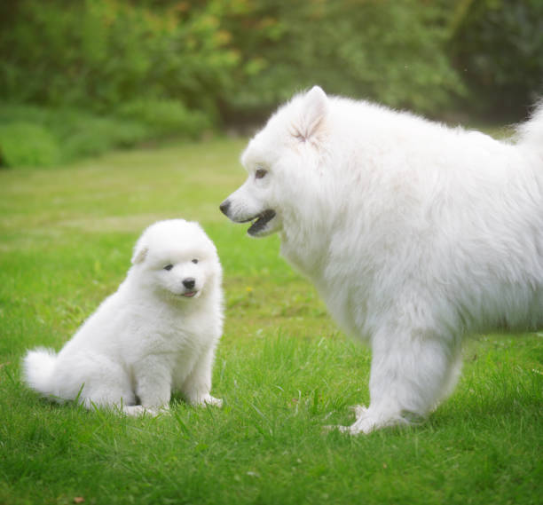 istock Samoyed dog and puppies 824816024