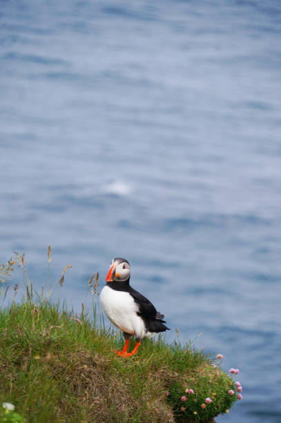 istock Atlantic Puffin in Latrabjarg cliffs, Iceland. 824816036