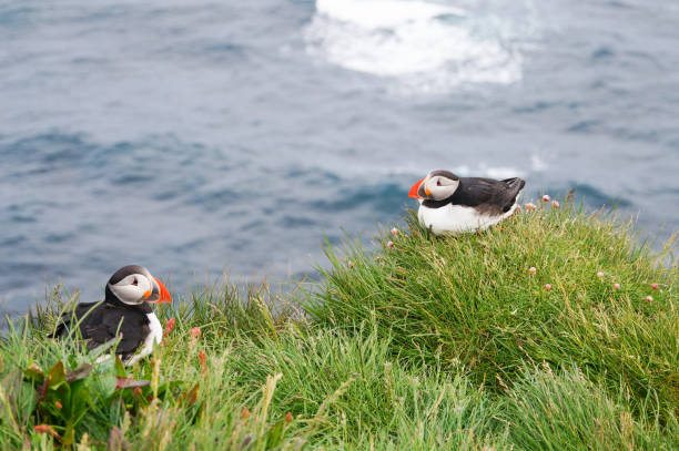 istock Atlantic Puffin in Latrabjarg cliffs, Iceland. 824816062