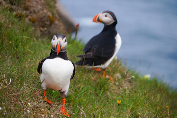 istock Atlantic Puffin in Latrabjarg cliffs, Iceland. 824816066