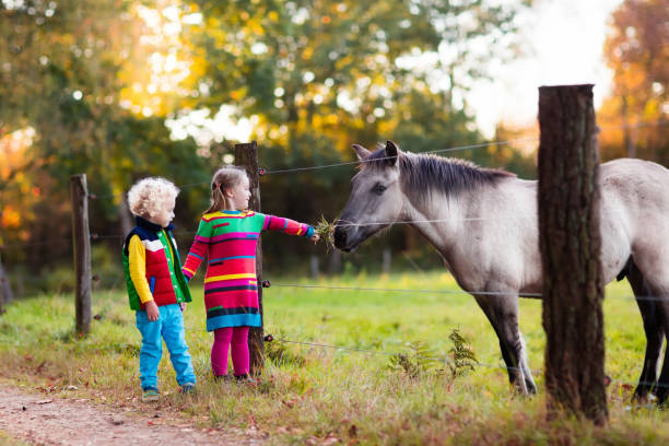 Konik horse