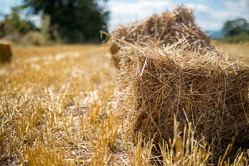 Hay bale. Agriculture field with sky. Rural nature in the farm land. Straw on the meadow. Wheat yellow golden harvest in summer. Countryside natural landscape. Grain crop, harvesting.