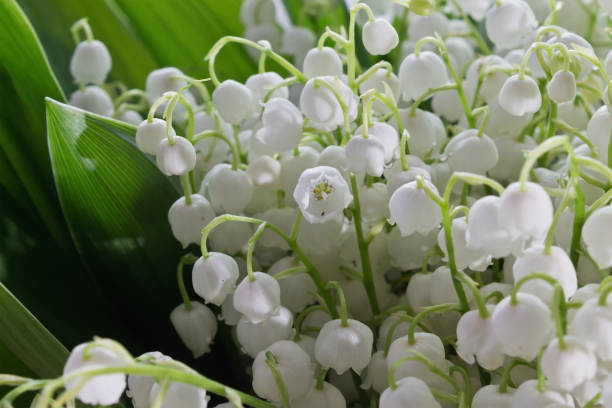 istock lily of the valley closeup 824816576