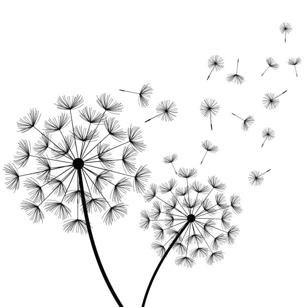 weißen hintergrund mit zwei stilisierte schwarze löwenzahn - flower dandelion stock-grafiken, -clipart, -cartoons und -symbole