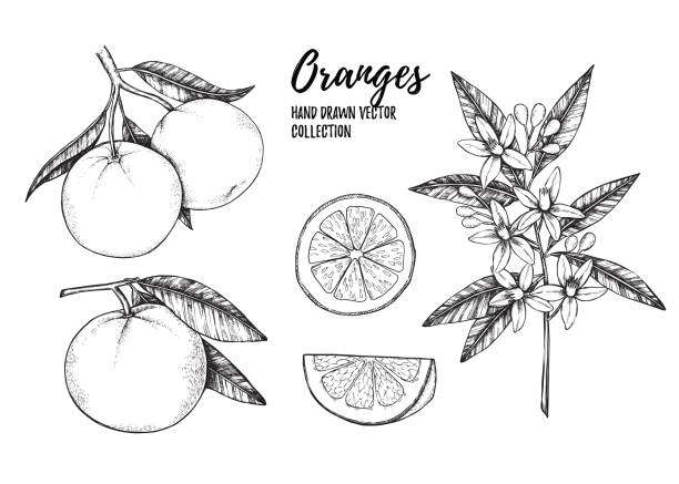 Hand drawn vector illustration - Collections of Oranges. Branches with citrus fruits. Flowering plant with leaves. Perfect for packing, greeting cards, invitations, prints etc Hand drawn vector illustration - Collections of Oranges. Branches with citrus fruits. Flowering plant with leaves. Perfect for packing, greeting cards, invitations, prints etc citric acid stock illustrations