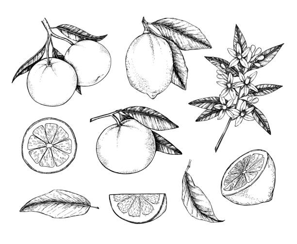 Hand drawn vector illustration - Collections of Lemons and Oranges. Branches with citrus fruits. Flowering plant with leaves. Perfect for packing, greeting cards, invitations, prints etc Hand drawn vector illustration - Collections of Lemons and Oranges. Branches with citrus fruits. Flowering plant with leaves. Perfect for packing, greeting cards, invitations, prints etc citric acid stock illustrations