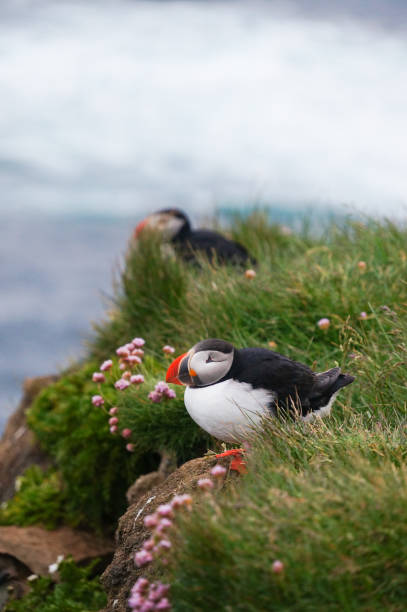istock Atlantic Puffin in Latrabjarg cliffs, Iceland. 824819440