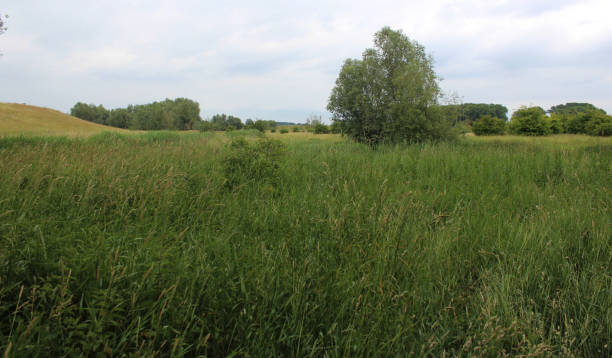 istock Gelderlandse polder 824819486