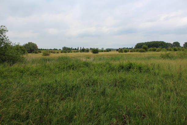 istock Gelderlandse polder 824819540